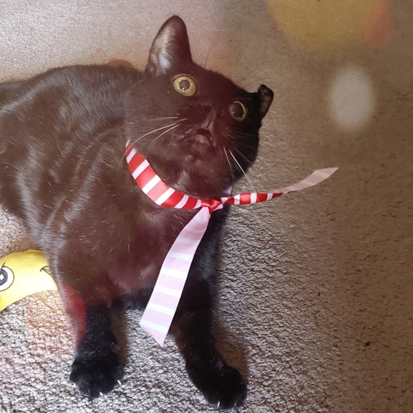 Meet Your Posher - Picture 4 of 6